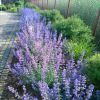 Nepeta Racemosa Walker's Low